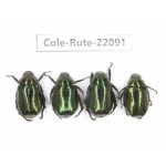 Rutelidae sp. China, Tibet, Xigaze, Dingjie county, Chentang. 4Pcs. Cole-Rute-22091.