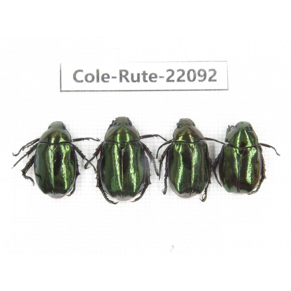 Rutelidae sp. China, Tibet, Xigaze, Dingjie county, Chentang. 4Pcs. Cole-Rute-22092.
