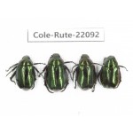 Rutelidae sp. China, Tibet, Xigaze, Dingjie county, Chentang. 4Pcs. Cole-Rute-22092.