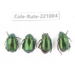 Rutelidae sp. China, Yunnan, Dehong, Longchuan. 4Pcs. Cole-Rute-221004.