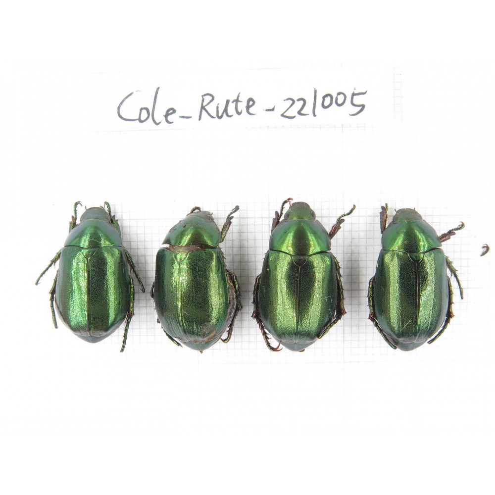 Rutelidae sp. China, Yunnan, Dehong, Longchuan. 4Pcs. Cole-Rute-221005.