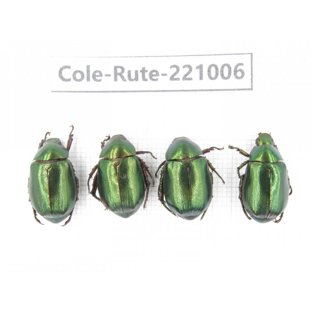 Rutelidae sp. China, Yunnan, Dehong, Longchuan. 4Pcs. Cole-Rute-221006.