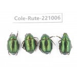 Rutelidae sp. China, Yunnan, Dehong, Longchuan. 4Pcs. Cole-Rute-221006.