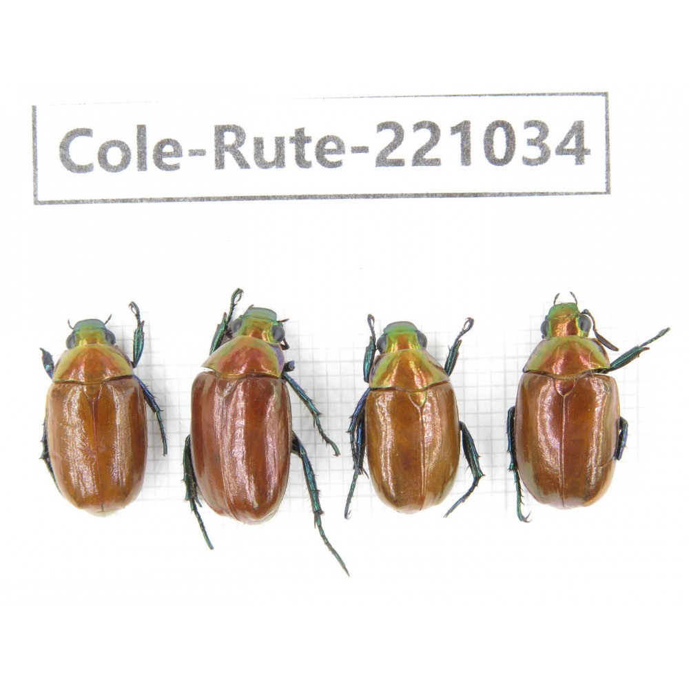 Rutelidae sp. China, Yunnan, Chuxiong, Shuangbai county N Mt.Ailaoshan. 4Pcs. Cole-Rute-221034.