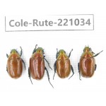 Rutelidae sp. China, Yunnan, Chuxiong, Shuangbai county N Mt.Ailaoshan. 4Pcs. Cole-Rute-221034.