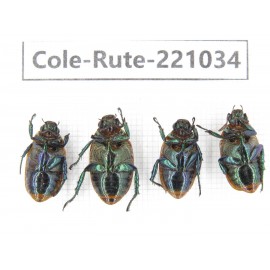 Rutelidae sp. China, Yunnan, Chuxiong, Shuangbai county N Mt.Ailaoshan. 4Pcs. Cole-Rute-221034.