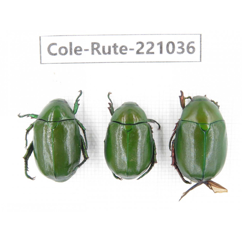 Rutelidae sp. China, Yunnan, Chuxiong, Shuangbai county N Mt.Ailaoshan. 3Pcs. Cole-Rute-221036.