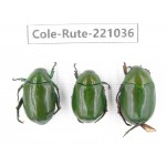 Rutelidae sp. China, Yunnan, Chuxiong, Shuangbai county N Mt.Ailaoshan. 3Pcs. Cole-Rute-221036.