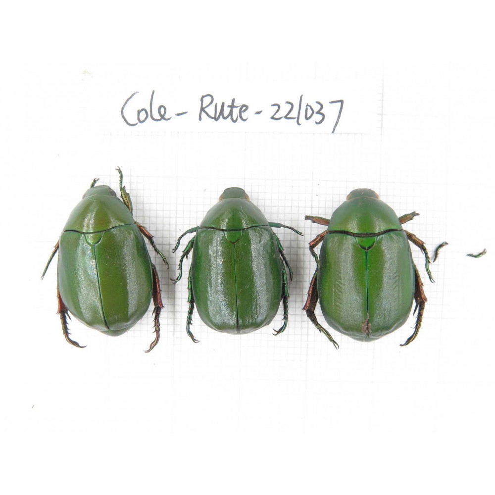 Rutelidae sp. China, Yunnan, Chuxiong, Shuangbai county N Mt.Ailaoshan. 3Pcs. Cole-Rute-221037.