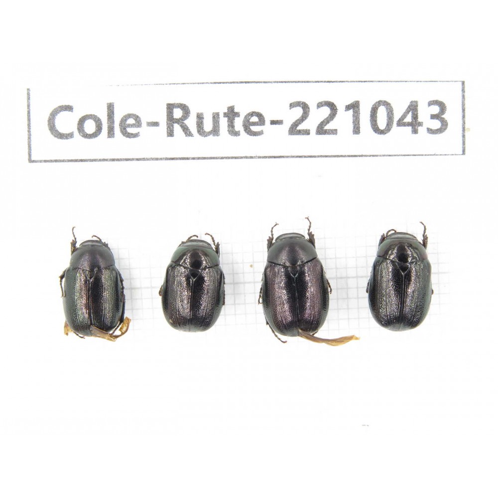 Rutelidae sp. China, Yunnan, Dehong, Longchuan. 4Pcs. Cole-Rute-221043.