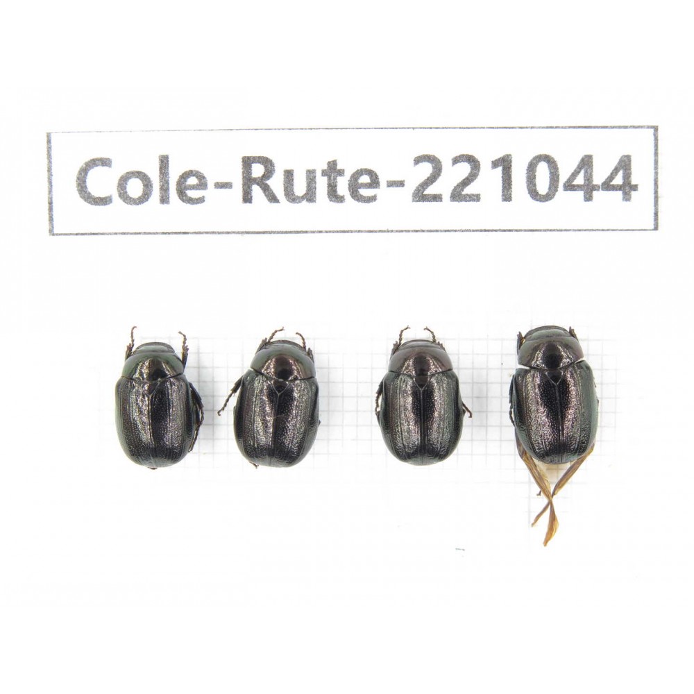 Rutelidae sp. China, Yunnan, Dehong, Longchuan. 4Pcs. Cole-Rute-221044.