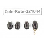 Rutelidae sp. China, Yunnan, Dehong, Longchuan. 4Pcs. Cole-Rute-221044.