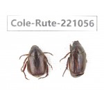 Rutelidae sp. China, Yunnan, Lijiang, Yulong county, S of Mt.Yunling. 2Pcs. Cole-Rute-221056.
