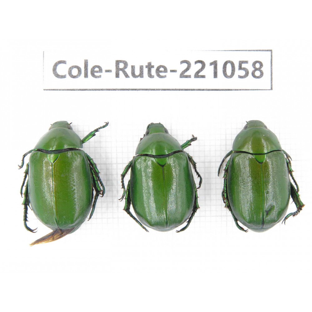 Rutelidae sp. China, Yunnan, Lijiang, Yulong county, S of Mt.Yunling. 3Pcs. Cole-Rute-221058.
