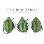Rutelidae sp. China, Yunnan, Lijiang, Yulong county, S of Mt.Yunling. 3Pcs. Cole-Rute-221058.