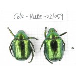 Rutelidae sp. China, Yunnan, Lijiang, Yulong county, S of Mt.Yunling. 2Pcs. Cole-Rute-221059.
