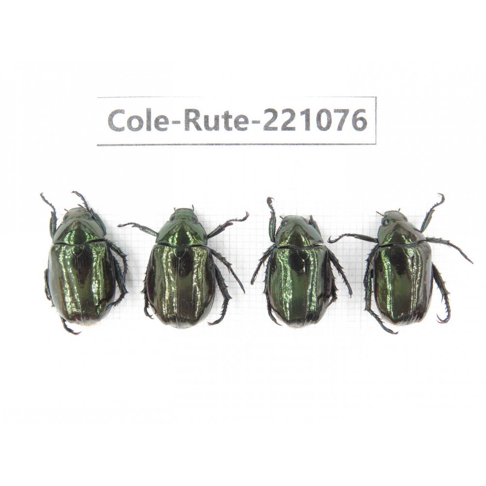 Rutelidae sp. China, Yunnan, Lijiang, Yulong county, S of Mt.Yunling. 4Pcs. Cole-Rute-221076.
