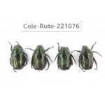 Rutelidae sp. China, Yunnan, Lijiang, Yulong county, S of Mt.Yunling. 4Pcs. Cole-Rute-221076.