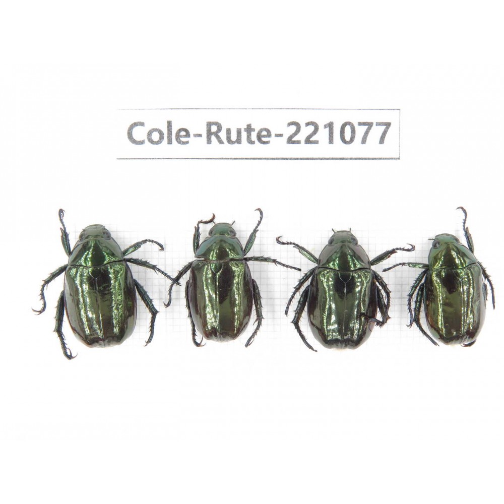 Rutelidae sp. China, Yunnan, Lijiang, Yulong county, S of Mt.Yunling. 4Pcs. Cole-Rute-221077.