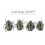 Rutelidae sp. China, Yunnan, Lijiang, Yulong county, S of Mt.Yunling. 4Pcs. Cole-Rute-221077.