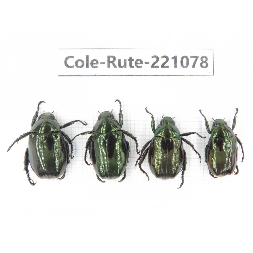 Rutelidae sp. China, Yunnan, Lijiang, Yulong county, S of Mt.Yunling. 4Pcs. Cole-Rute-221078.