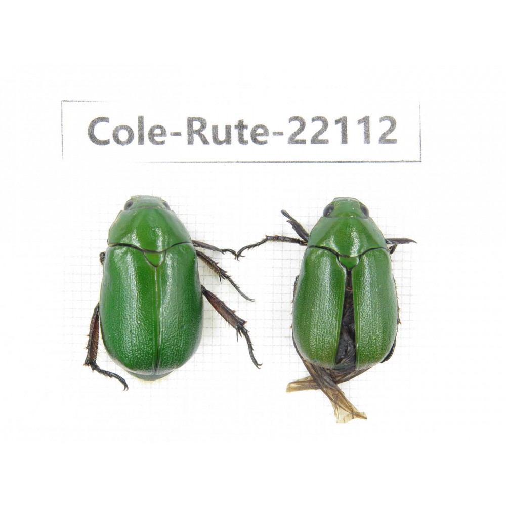 Rutelidae sp. China, Tibet, Xigaze, Dingjie county, Chentang. 2Pcs. Cole-Rute-22112.