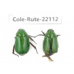 Rutelidae sp. China, Tibet, Xigaze, Dingjie county, Chentang. 2Pcs. Cole-Rute-22112.