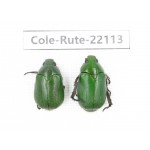 Rutelidae sp. China, Tibet, Xigaze, Dingjie county, Chentang. 2Pcs. Cole-Rute-22113.