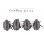 Rutelidae sp. China, Yunnan, Lijiang, Yulong county, S of Mt.Yunling. 4Pcs. Cole-Rute-221138.