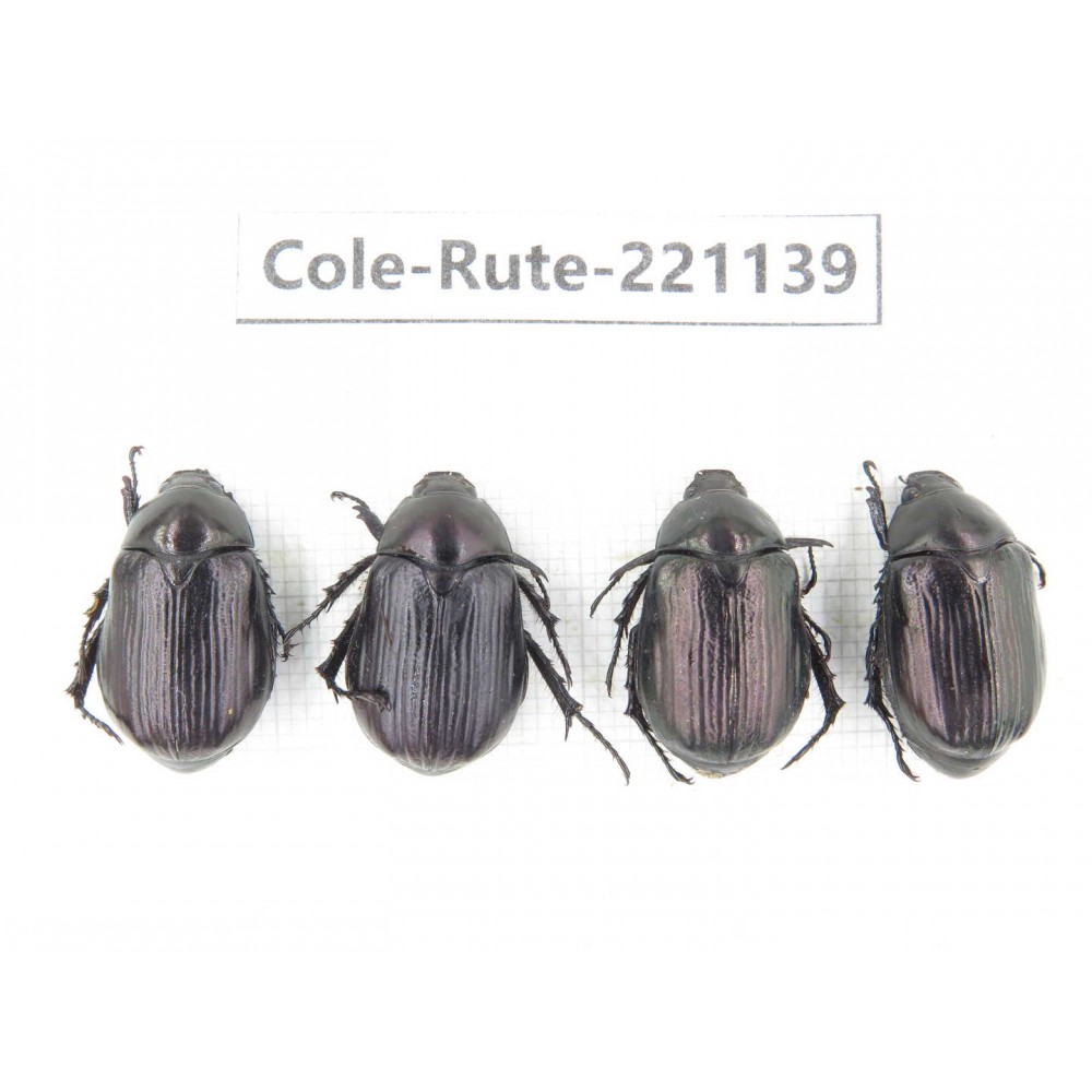 Rutelidae sp. China, Yunnan, Lijiang, Yulong county, S of Mt.Yunling. 4Pcs. Cole-Rute-221139.