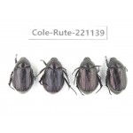 Rutelidae sp. China, Yunnan, Lijiang, Yulong county, S of Mt.Yunling. 4Pcs. Cole-Rute-221139.