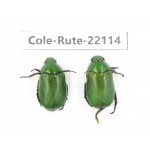 Rutelidae sp. China, Tibet, Xigaze, Dingjie county, Chentang. 2Pcs. Cole-Rute-22114.