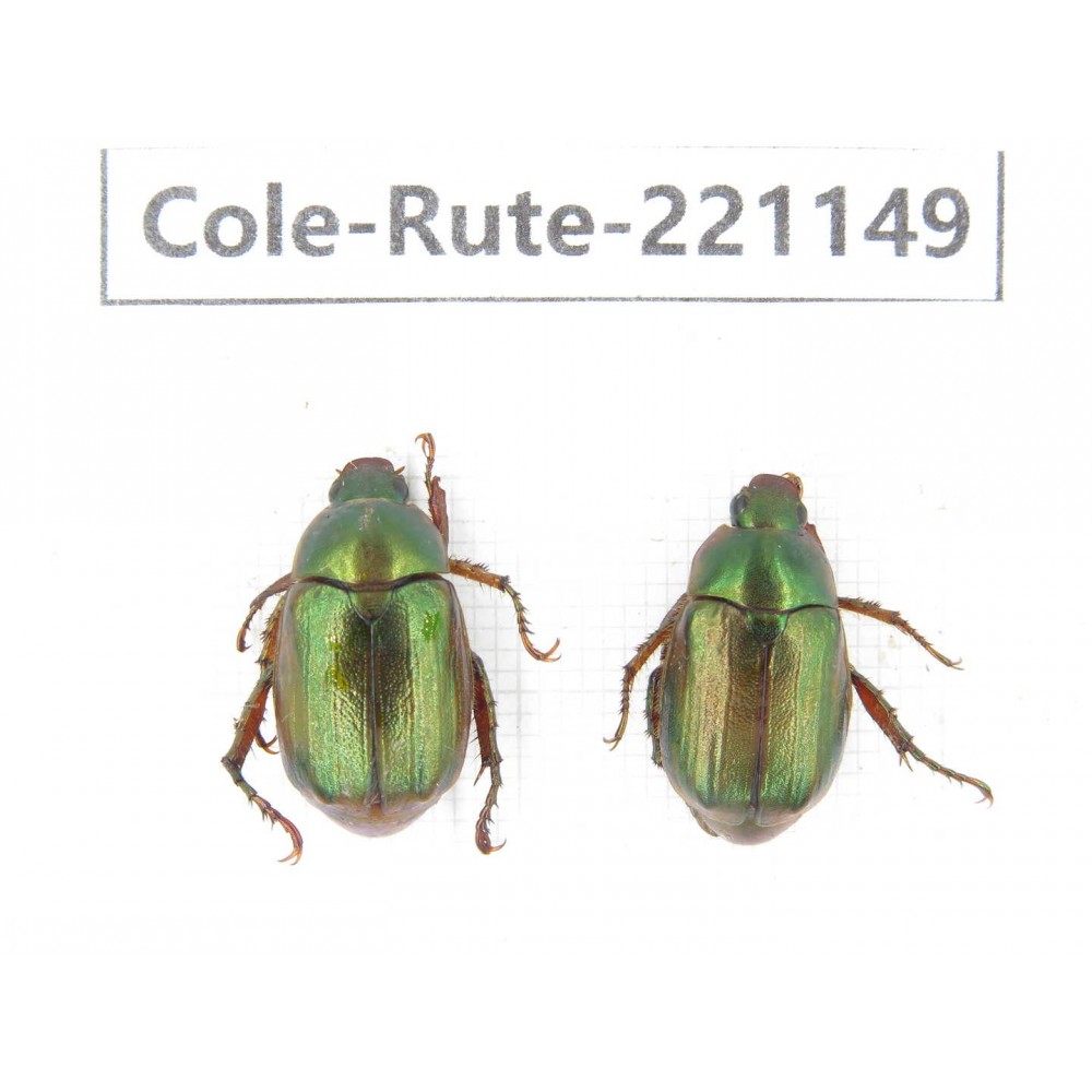 Rutelidae sp. China, Yunnan, Dali, S of Mt.Cangshan. 2Pcs. Cole-Rute-221149.