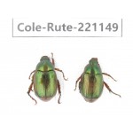 Rutelidae sp. China, Yunnan, Dali, S of Mt.Cangshan. 2Pcs. Cole-Rute-221149.