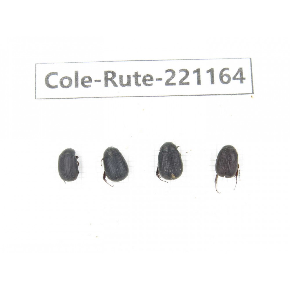 Rutelidae sp. China, Yunnan, Xiangerila, Mt.Daxueshan. 4Pcs. Cole-Rute-221164.