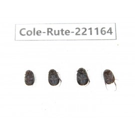 Rutelidae sp. China, Yunnan, Xiangerila, Mt.Daxueshan. 4Pcs. Cole-Rute-221164.