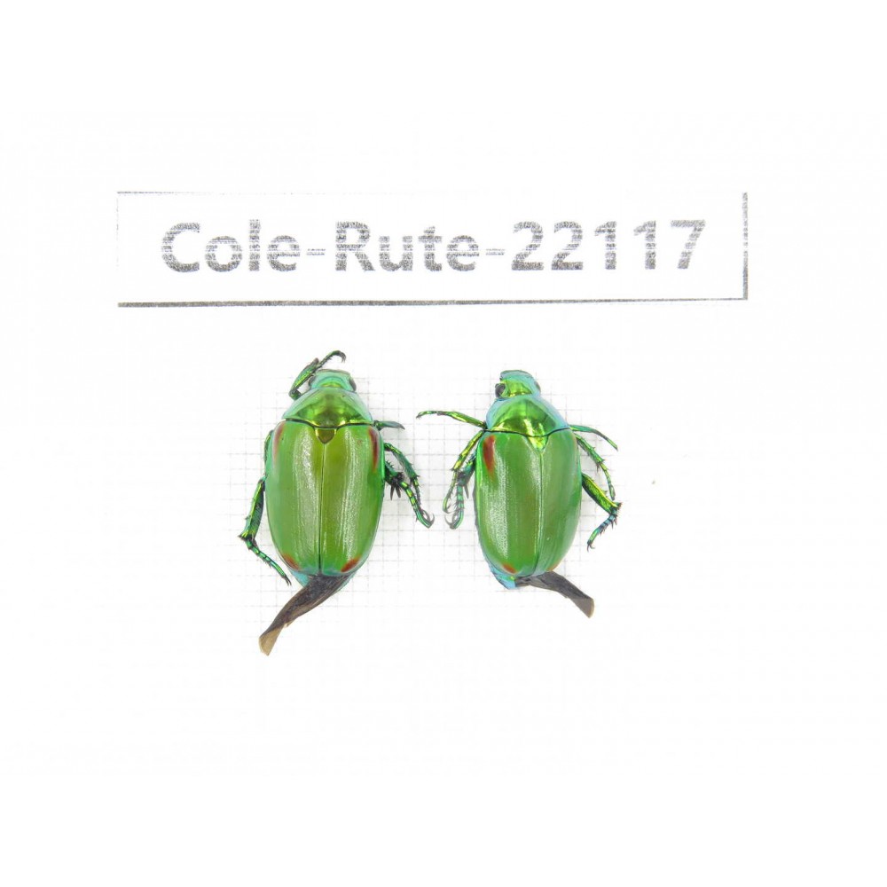 Rutelidae sp. China, Tibet, Xigaze, Dingjie county, Chentang. 2Pcs. Cole-Rute-22117.