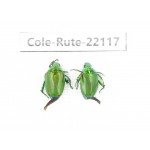 Rutelidae sp. China, Tibet, Xigaze, Dingjie county, Chentang. 2Pcs. Cole-Rute-22117.