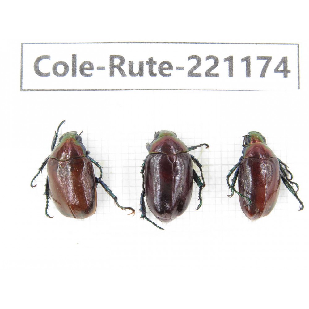 Rutelidae sp. Myanmar, Kechin, Nanse. 3Pcs. Cole-Rute-221174.