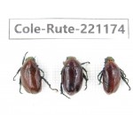 Rutelidae sp. Myanmar, Kechin, Nanse. 3Pcs. Cole-Rute-221174.