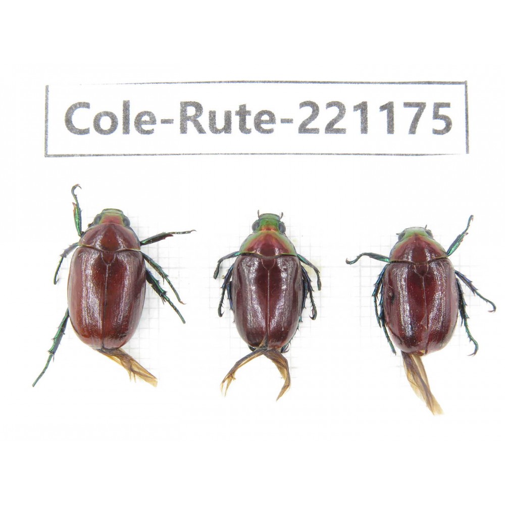 Rutelidae sp. Myanmar, Kechin, Nanse. 3Pcs. Cole-Rute-221175.