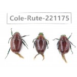 Rutelidae sp. Myanmar, Kechin, Nanse. 3Pcs. Cole-Rute-221175.