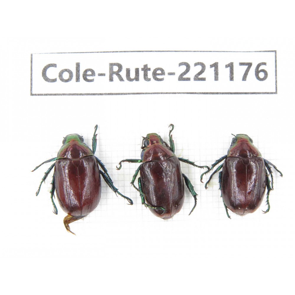 Rutelidae sp. Myanmar, Kechin, Nanse. 3Pcs. Cole-Rute-221176.