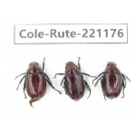Rutelidae sp. Myanmar, Kechin, Nanse. 3Pcs. Cole-Rute-221176.