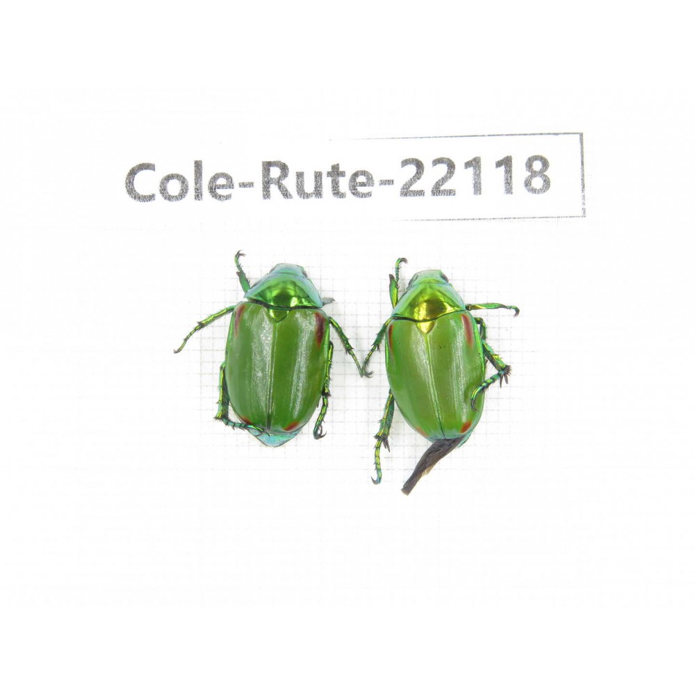 Rutelidae sp. China, Tibet, Xigaze, Dingjie county, Chentang. 2Pcs. Cole-Rute-22118.