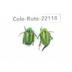 Rutelidae sp. China, Tibet, Xigaze, Dingjie county, Chentang. 2Pcs. Cole-Rute-22118.