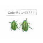 Rutelidae sp. China, Tibet, Xigaze, Dingjie county, Chentang. 2Pcs. Cole-Rute-22119.