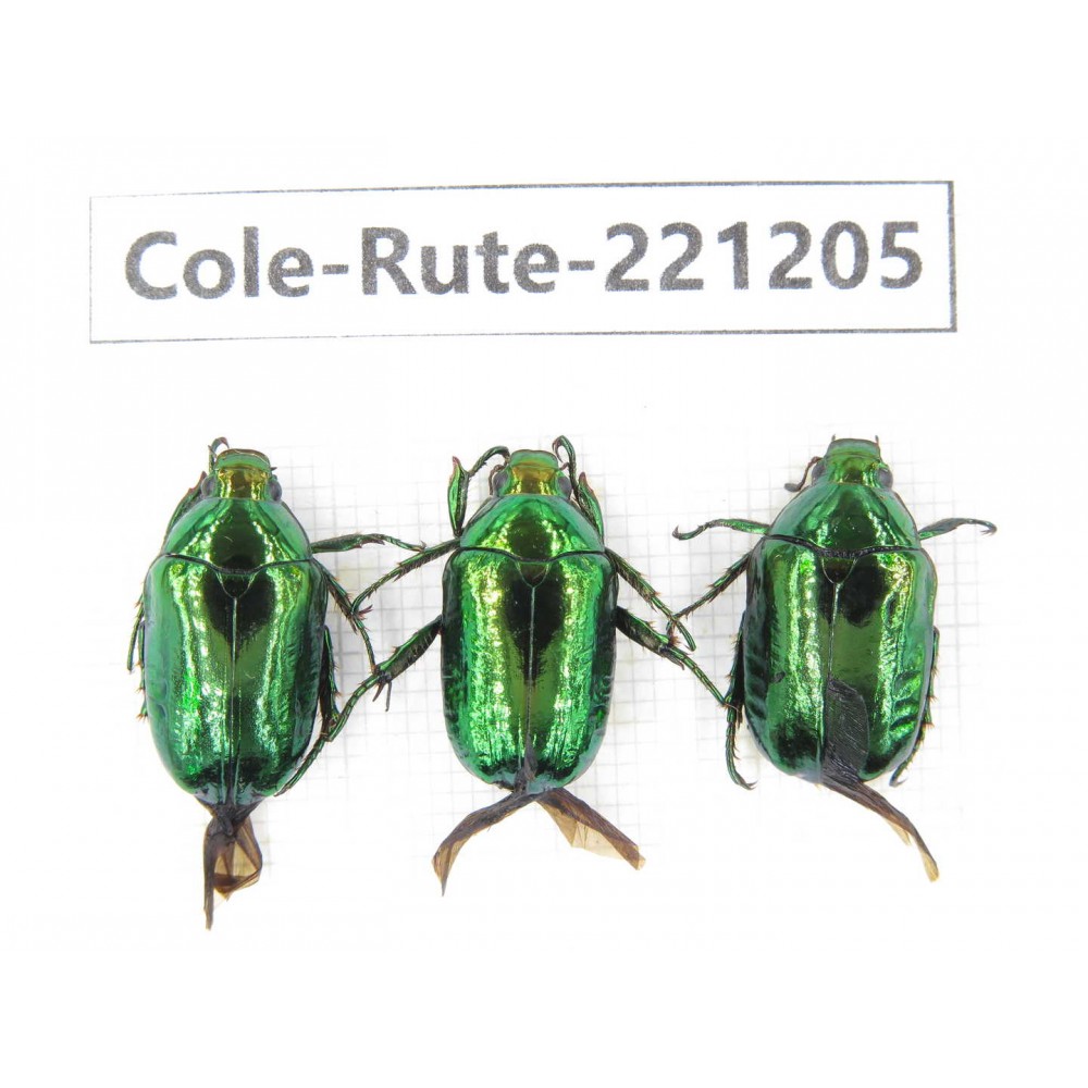 Rutelidae sp. Myanmar, Kechin, Nanse. 3Pcs. Cole-Rute-221205.
