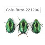 Rutelidae sp. Myanmar, Kechin, Nanse. 3Pcs. Cole-Rute-221206.
