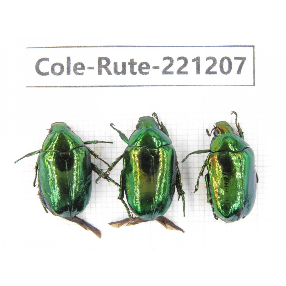 Rutelidae sp. Myanmar, Kechin, Nanse. 3Pcs. Cole-Rute-221207.